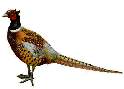 pheasant